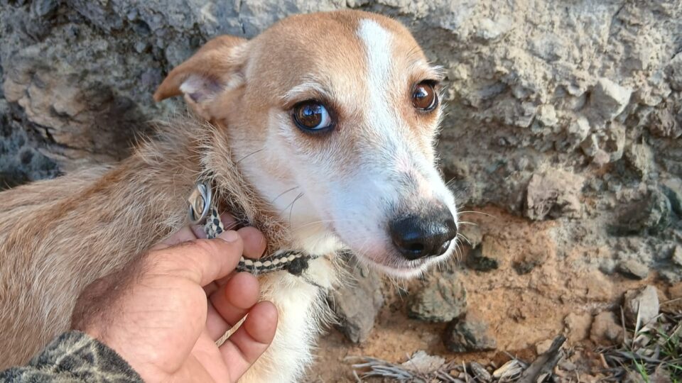 Foto de un perro en Santa Brígida.