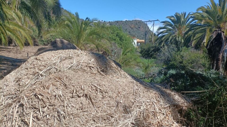 Restos de poda de palmeras retirado de Las Meleguinas en 2025